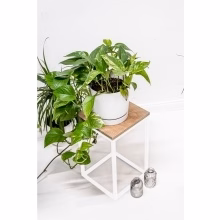 Stojak na kwiaty. Model:648