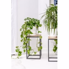 Stojak na kwiaty. Model:648