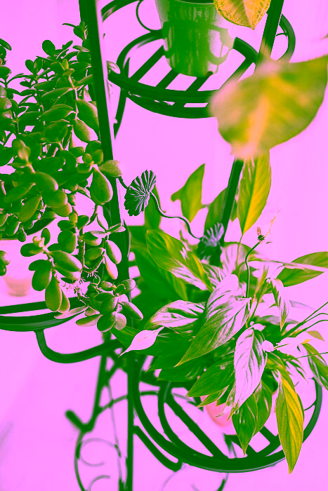 Wysoki Kwietnik na Model:68